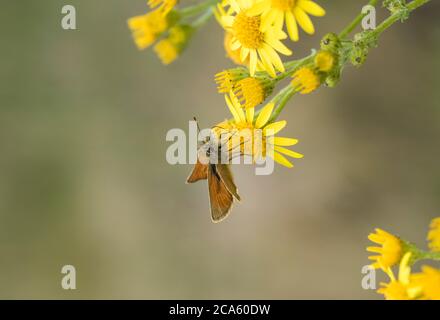 Kleiner Skipper (Thymelicus flavus) füttert Ragwürz Stockfoto