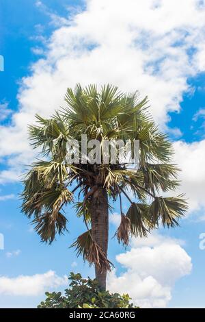 Eine hohe Palme mit einem strahlend blauen Himmel dahinter an einem Sommertag Stockfoto