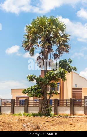 Eine hohe Palme wächst vor einem modernen Haus mit einem hellen blauen Himmel dahinter an einem Sommertag Stockfoto