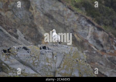 Möwe ruht auf einem Felsen in Ortigueira, La Coruña Stockfoto