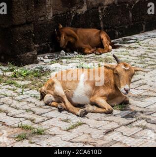 Zwei braune Ziegen sitzen auf einem Pflaster aus ineinandergreifenden Fliesen. Stockfoto