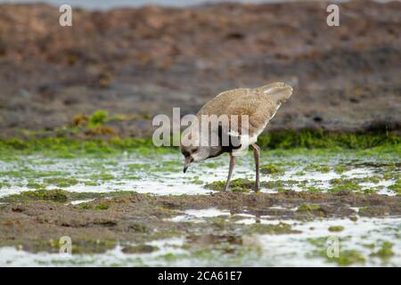 Südliche Kiebitz Essen. Stockfoto