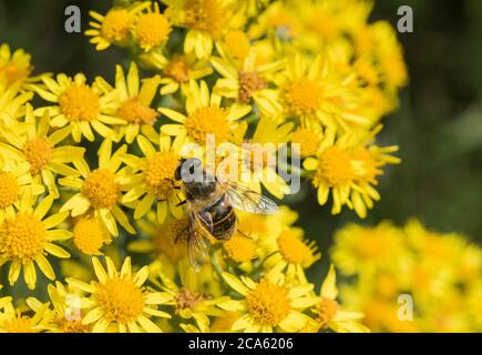 Fütterung von Dronefly (Eristalis tenax), eine Schwebefliege Stockfoto