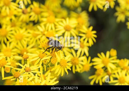 Narcissus Bulb Fly (Merodon equestris), eine Schwebfliege Biene-Mimik Stockfoto