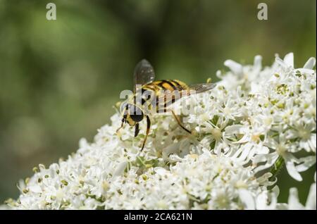 Stillende Batman-Hoverfly (Myathropa florea) Stockfoto