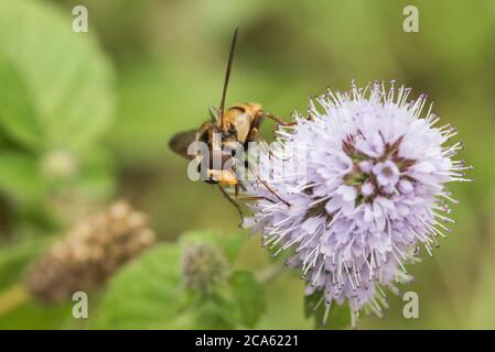 Zwergschwanzfliegen (Volucella inanis) Stockfoto