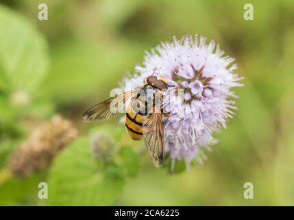 Zwergschwanzfliegen (Volucella inanis) Stockfoto
