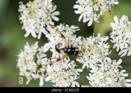 Große Riedschweine (Volucella pellucens) Stockfoto