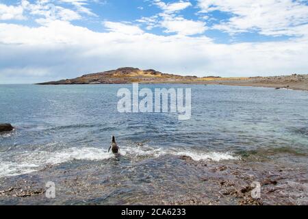 Magellanic Penguin betritt das Meer auf Isla Pingüino. Stockfoto