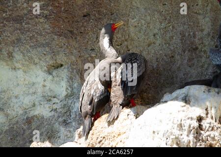 Paar graue Kormorane in ihrem Nest in der Kolonie Stockfoto