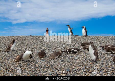 Magellanic Pinguine ruhen und gehen Stockfoto