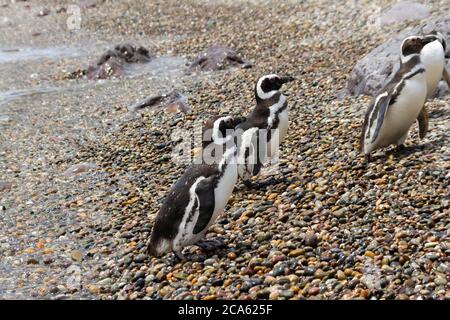 Magellanic Pinguine ruhen und gehen Stockfoto