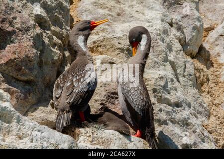 Paar graue Kormorane in ihrem Nest in der Kolonie Stockfoto