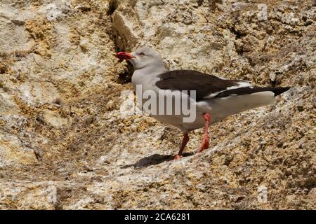 Ausgewachsenes Exemplar der Graumöwe auf den Felsen. Stockfoto