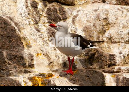 Ausgewachsenes Exemplar der Graumöwe auf den Felsen. Stockfoto