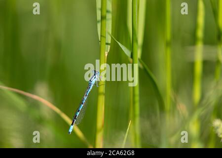 gemeinsamen blue Damselfly (Enallagma Cyathigerum) Stockfoto
