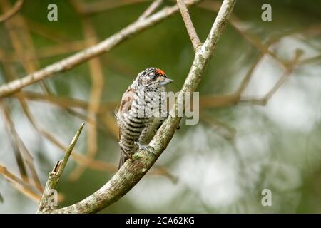 Kleiner Specht oder Piculet auf einem Ast im Esteros del Ibera in Argentinien Stockfoto