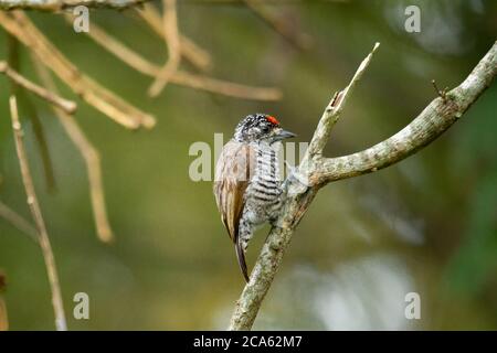 Kleiner Specht oder Piculet auf einem Ast im Esteros del Ibera in Argentinien Stockfoto