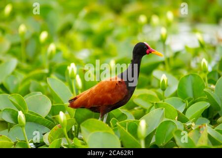 Brasilianische wattete Jacana der Art Jacana jacana auf der Wasserpflanze Pistia stratiotes Stockfoto