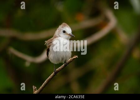 Weiblicher Vogel, der auf einem Ast thront Stockfoto