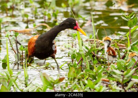 Brasilianische wattete Jacana der Art Jacana jacana auf der Wasserpflanze Pistia stratiotes Stockfoto