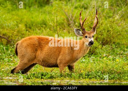 Männchen des Marschwildes - Blastocerus dichotomus - in Ibera Feuchtgebiet, Argentinien Stockfoto