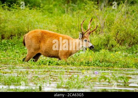 Marschhirsch - Blastocerus dichotomus - in Ibera, Argentinien Stockfoto