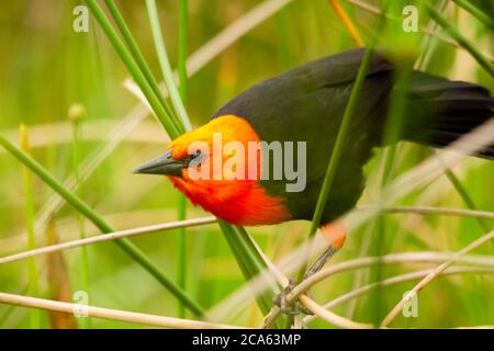 Scharlachköpfiger Amsel, der sich auf den Flug vorbereitet Stockfoto