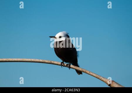 Weißer Sumpftyrant auf einem Zweig horizontal thront Stockfoto