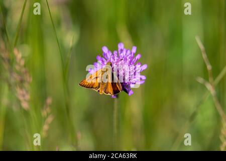 Großer Skipper (Ochlodes sylvanus) auf Blüte Stockfoto