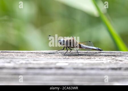 Seltene Verfolger (Libellula fulva) auf einem Holzbrett Stockfoto