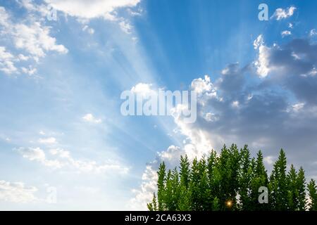 Sonnenstrahlen, die aus den Zweigen mit grünen Blättern eines Baumes zu einem intensiven blauen Himmel mit Wolken kommen Stockfoto