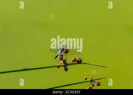 Nahaufnahme einer blauen Libelle auf einem Schilf Stockfoto