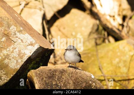 Kleiner Vogel, der auf einem Felsen ruht, während er nach Insekten zum Füttern sucht. Stockfoto
