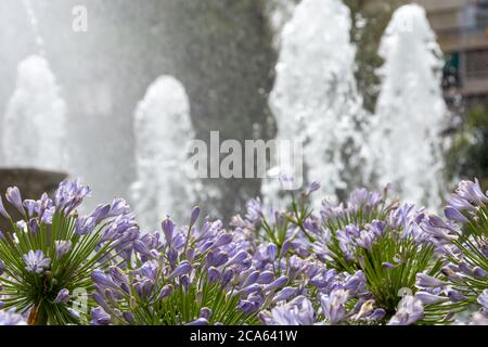 Brunnen der Schlachten in Granada umgeben von purpurnen Agapanthus-Blüten (Agapanthus africanus), die in erfrischendem Wasser getaucht sind Stockfoto