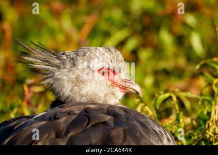 Ein südlicher Schreier, Chauna torquata, Nahaufnahme Porträt. Stockfoto