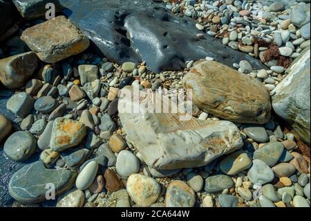 Ein Haufen Nahrung auf einem Felsen Stockfoto