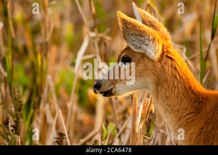 Marschhirsch - Blastocerus dichotomus - in Esteros del Ibera, Argentinien Stockfoto