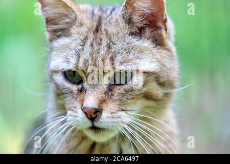 Nahaufnahme der europäischen Wildkatze (Felis silvestris) Stockfoto