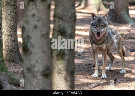 Grauer Wolf (Canis lupus) im Wald Stockfoto