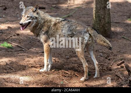 Grauer Wolf (Canis lupus) im Wald Stockfoto