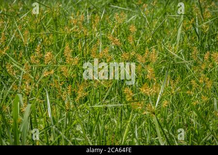 Wächst in einem offenen Feld in einem feuchten Bereich ein Cluster von Regenschirmsegeln mit lebendigen goldenen Hochblätter gegen die grünen Gräser an einem sonnigen Tag im Sommer Stockfoto