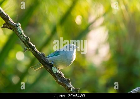Sayaca Tanager auf einem Zweig im tropischen Wald in Corrientes, Argentinien Stockfoto