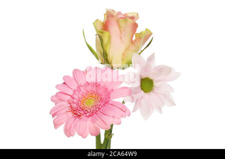 Drei rosa Blüten, Rose, Gerbera und Chrysantheme isoliert gegen Weiß Stockfoto