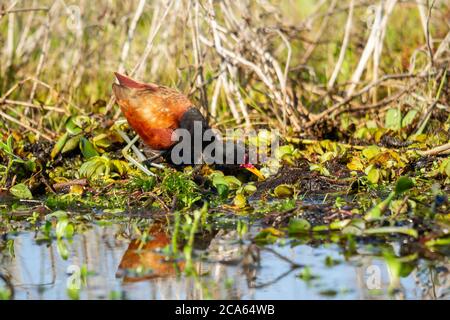 Brasilianische wattete Jacana der Art Jacana jacana auf der Wasserpflanze Pistia stratiotes Stockfoto