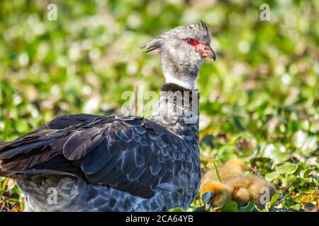 Ein südlicher Schreier, Chauna torquata, Nahaufnahme Porträt. Stockfoto