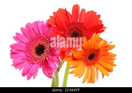 Drei gerbera Gänseblümchen Blüten isoliert gegen weiß Stockfoto