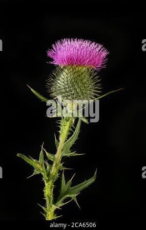 Speerdistel, Cirsium vulgare, Blüte und Laub isoliert gegen Schwarz Stockfoto