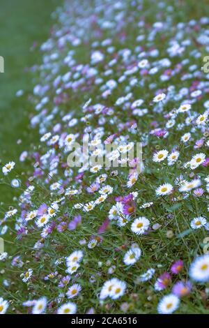 Mexikanische Fleabane (Erigeron) in Yorkshire Garten August Blumen Stockfoto