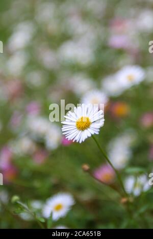 Mexikanische Fleabane (Erigeron) in Yorkshire Garten August Blumen Stockfoto